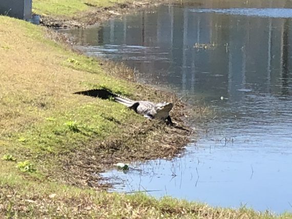 florida alligator at retention pond