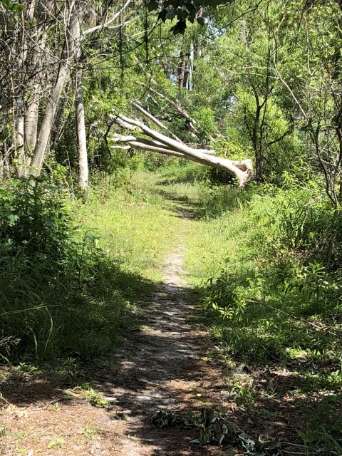 fallen trees on a trail