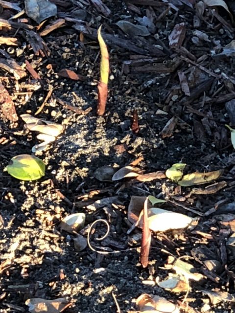 Florida caladiums in Spring