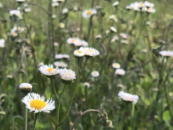 daisies