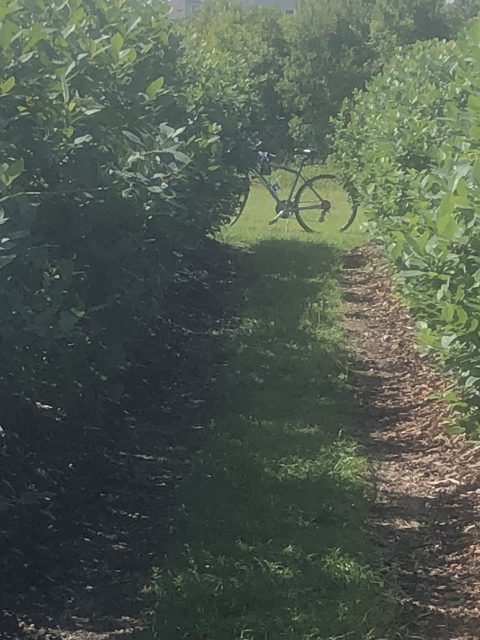 Bicycle in blueberry patch