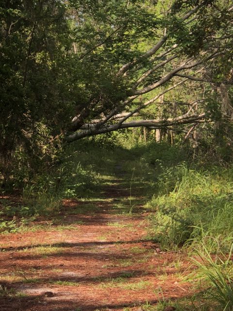 fallen trees blocking trail