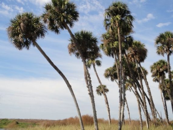 Sable palmetto Palms