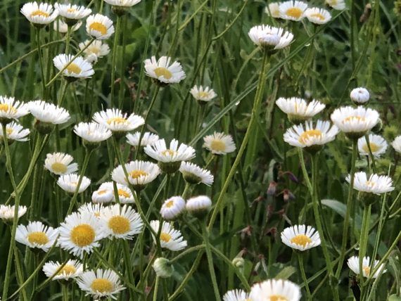 Daisies