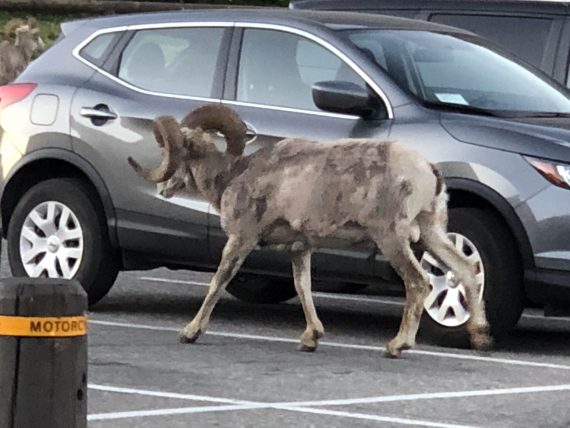 Logan Pass wildlife