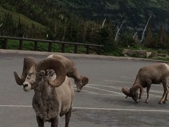 Logan Pass wildlife