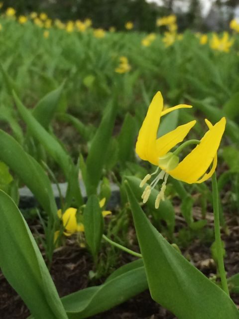 Glacier Lilly