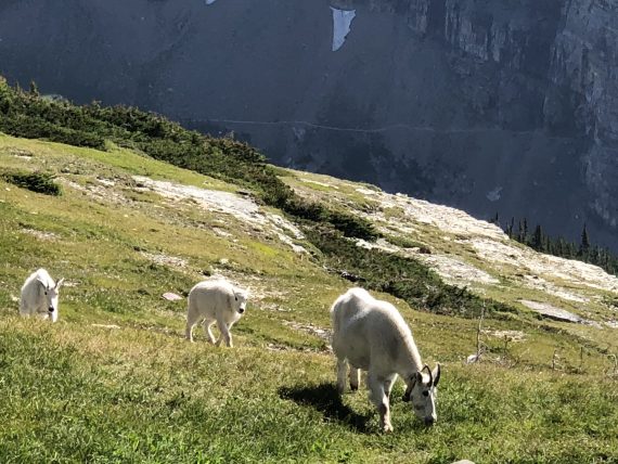 Glacier Park Mountain Goat family