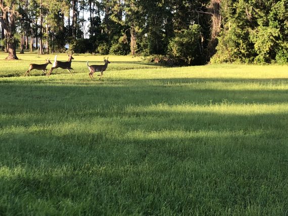 Deer near Walt Disney World