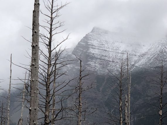 Glacier in August snow