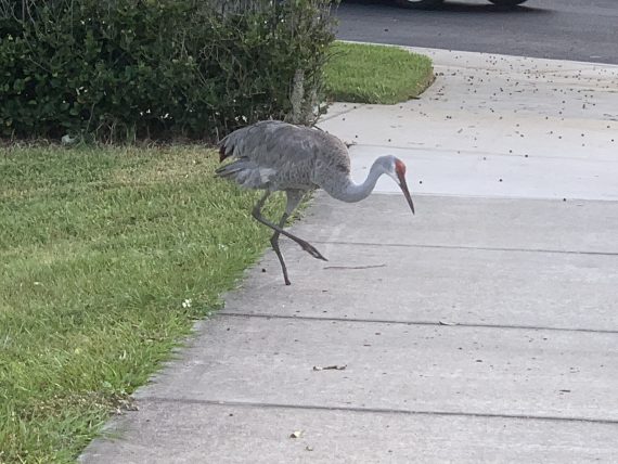 Sand Hill Crane injured