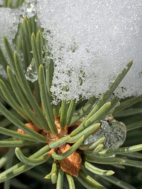 snow on pine needles