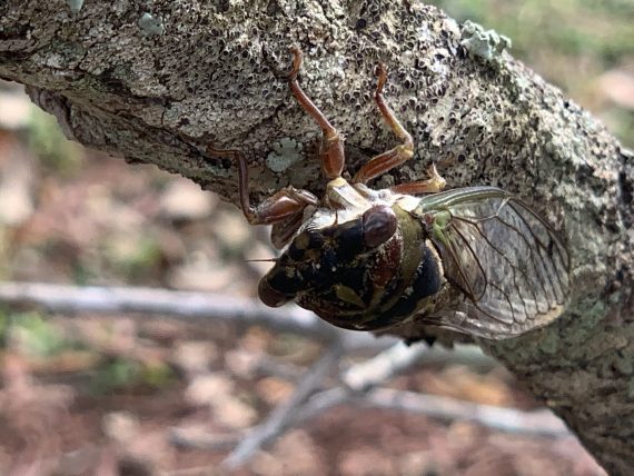 florida bug