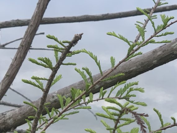 Florida Cypress tree in early Spring