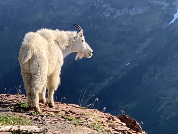 glacier national park