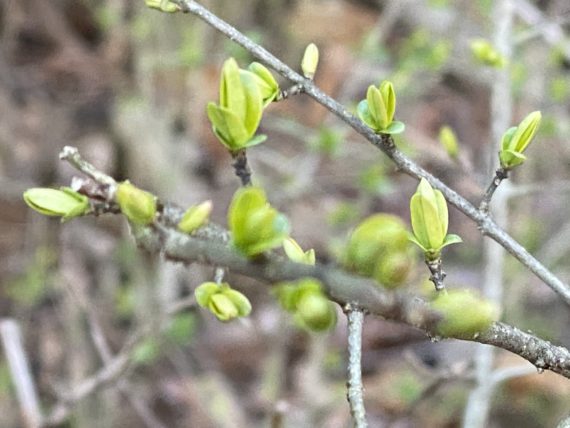 spring tree buds