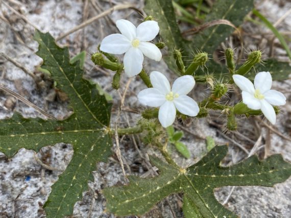 Central florida while flower