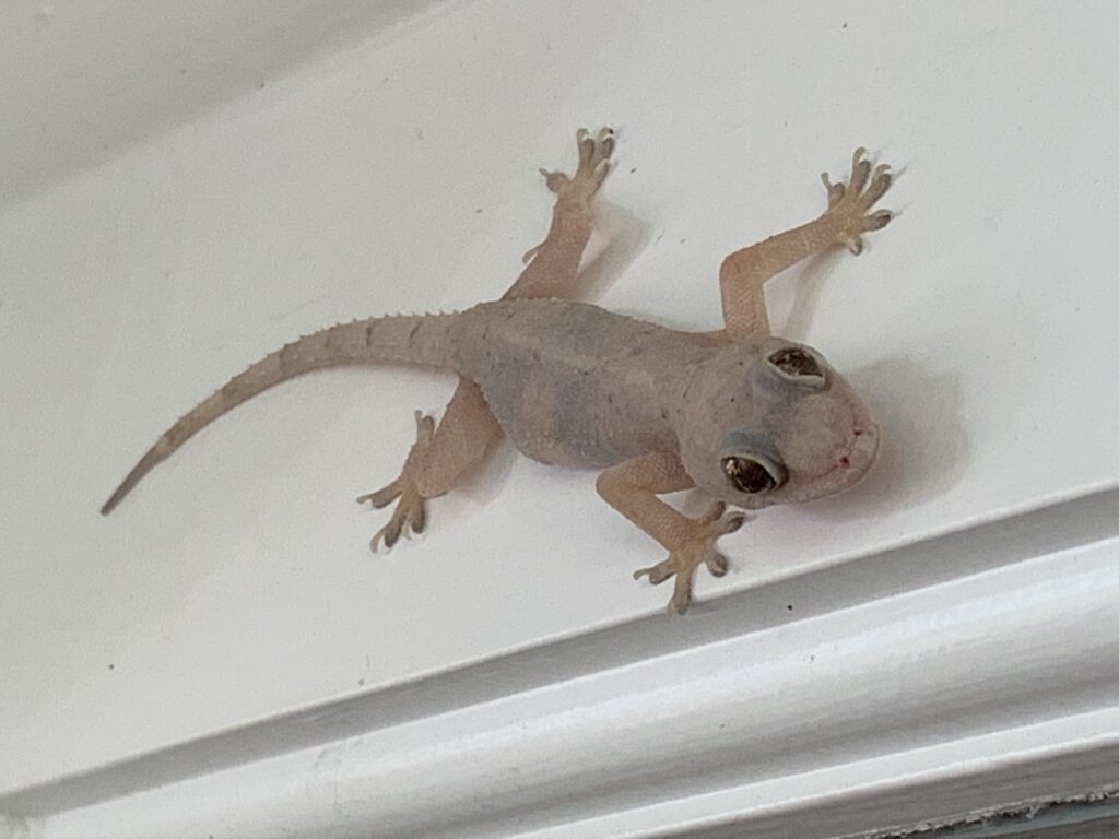 gecko