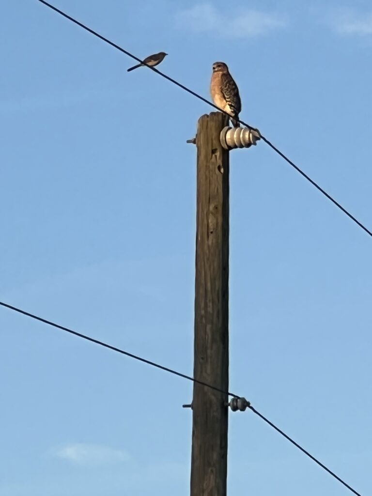 Small bird and hawk confrontation