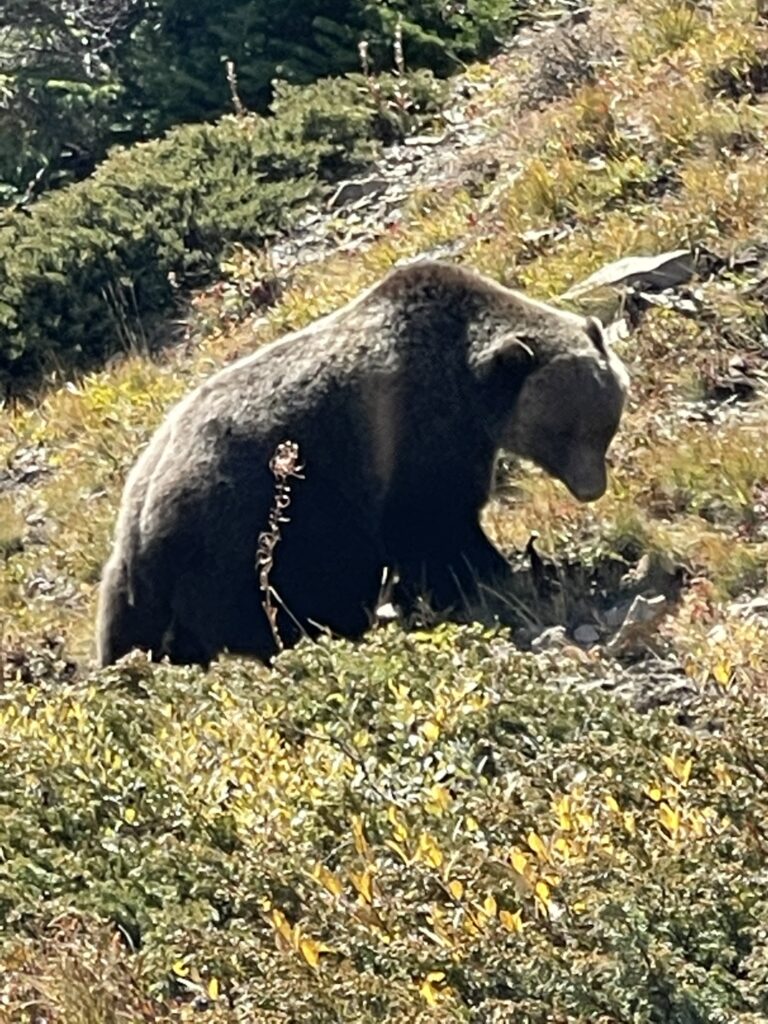 Grizzly Bear in mountains