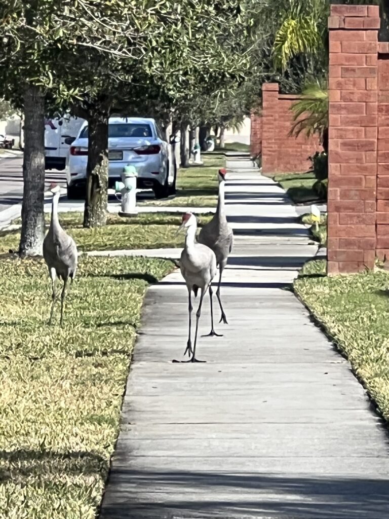 three sandhill cranes walking on sidewalk