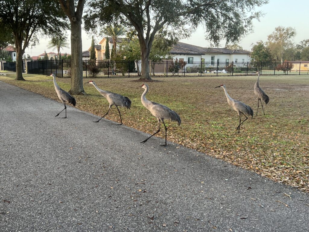 Five sandhill cranes crossing a road