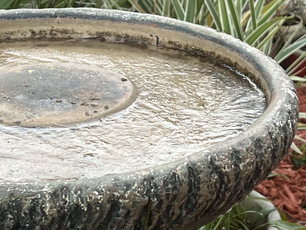 frozen water in birdbath