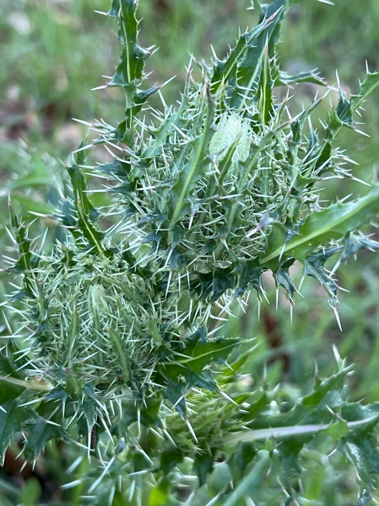 thistle weed closeup