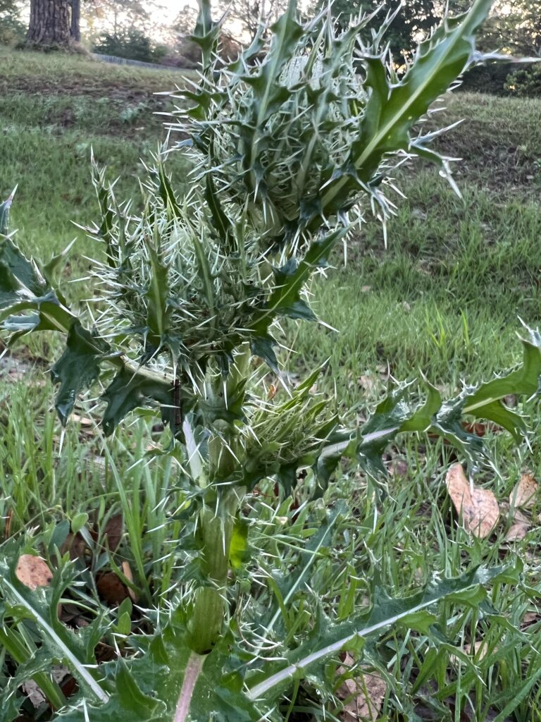 thistle weed