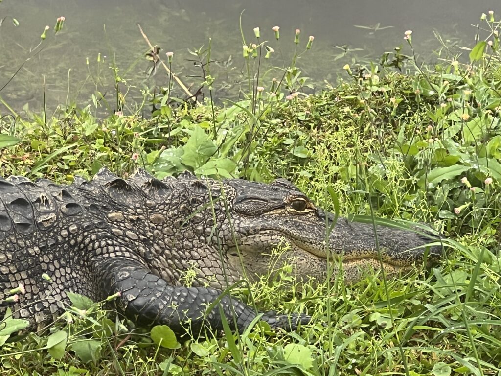 Florida alligator