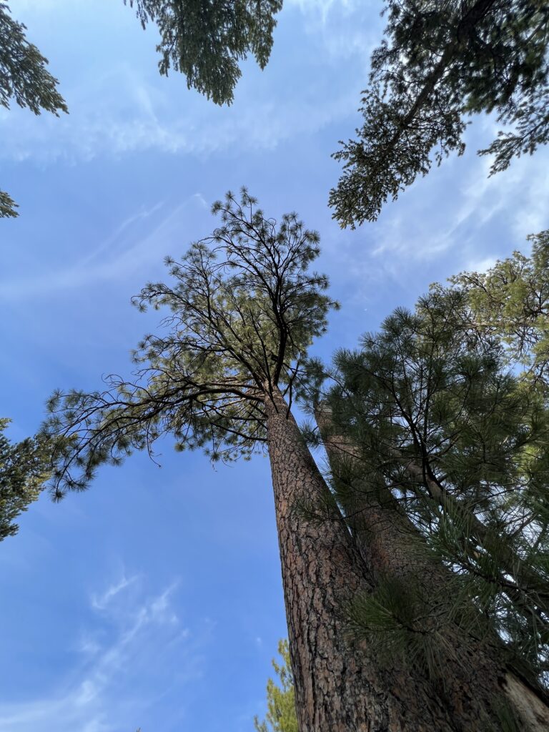 looking up at sky through a pine forest 
