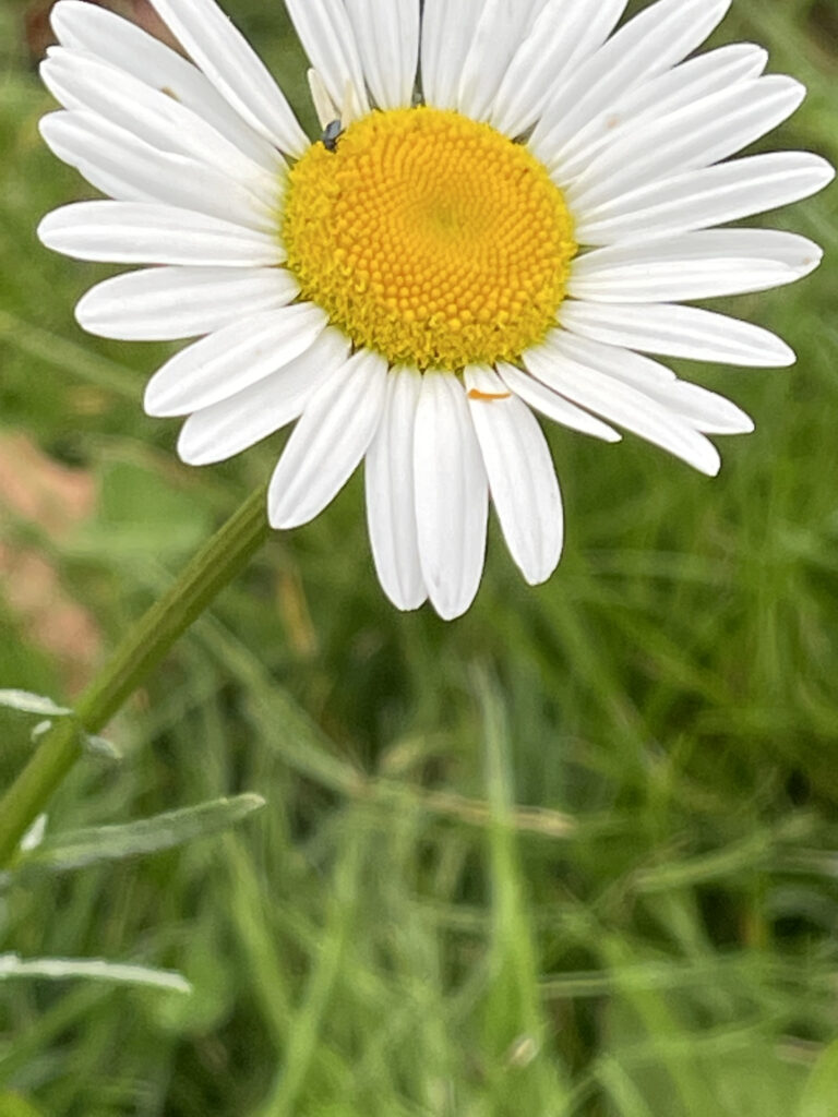 Daisy flower