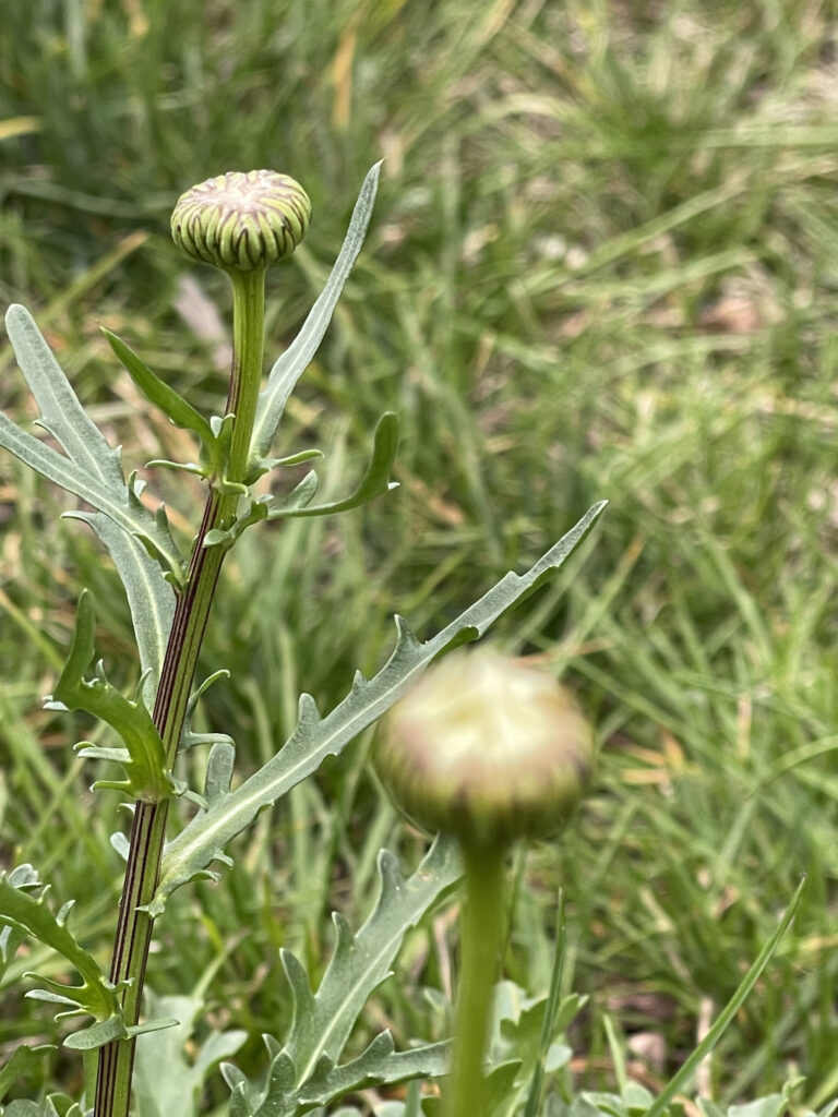 daisy flower buds