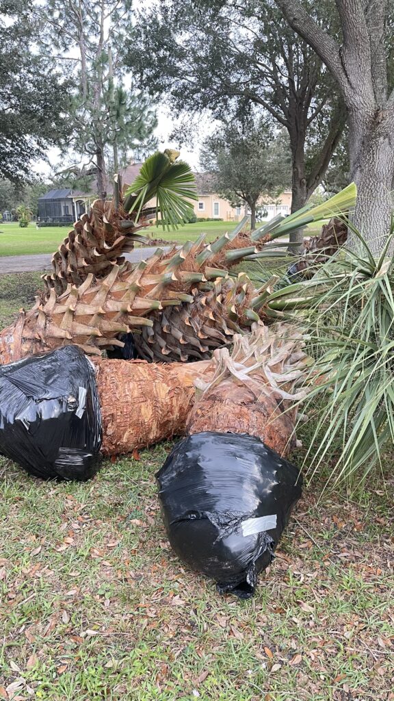 Pile of palm trees on the ground