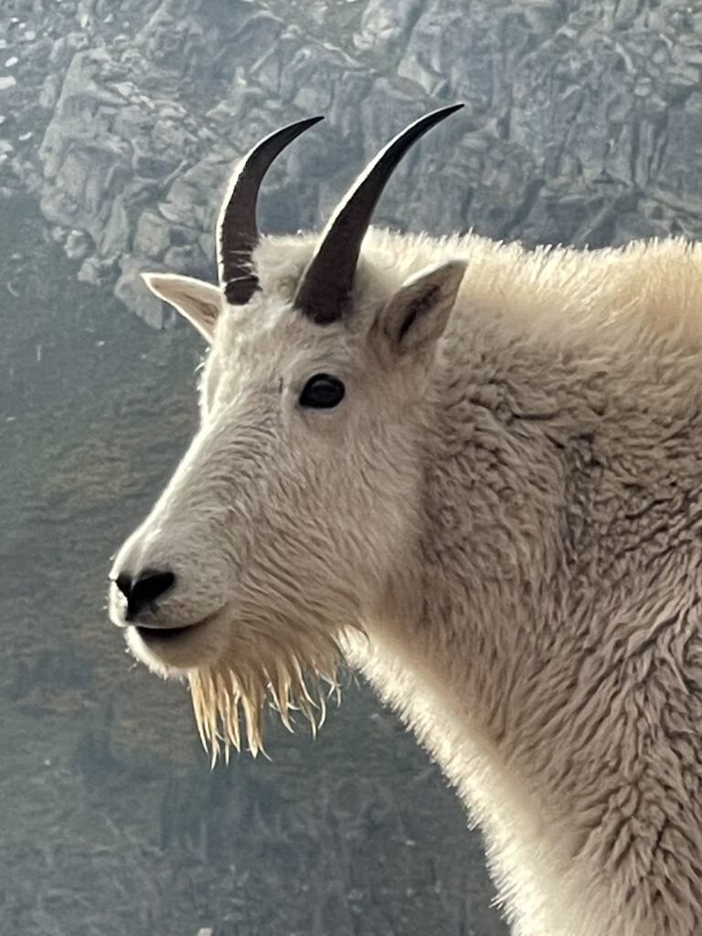 mountain goat closeup