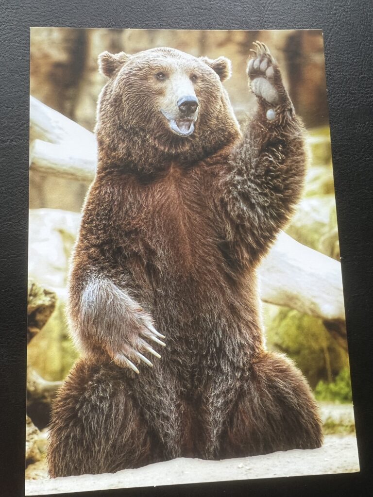 Grizzly Bear sitting with arm up in air