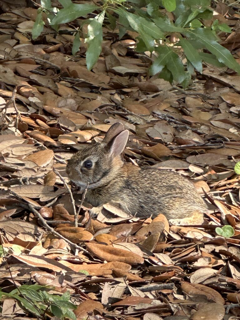 Baby bunny in the leaves