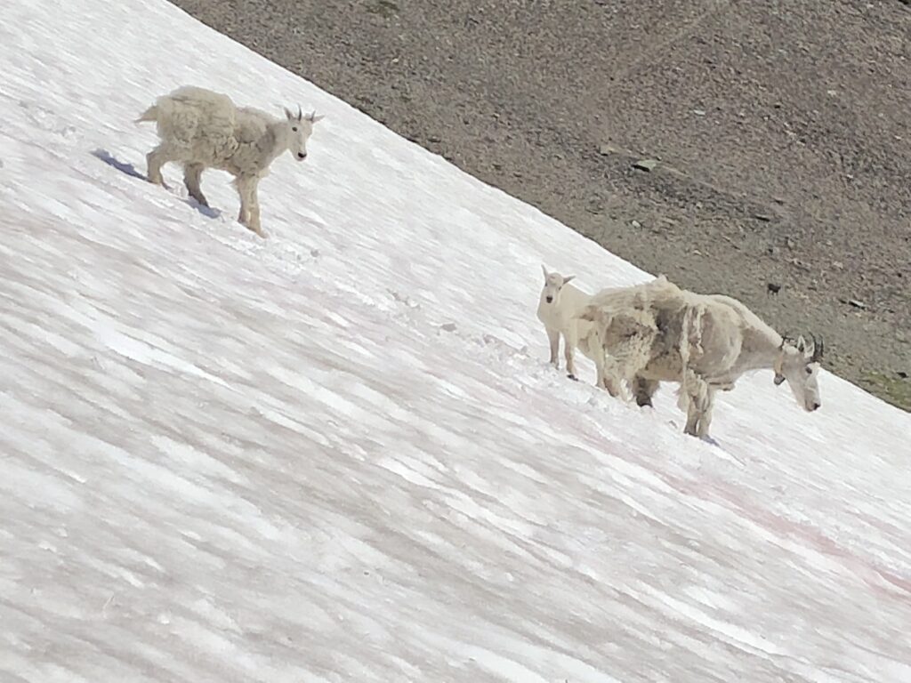 mountain goats on snow