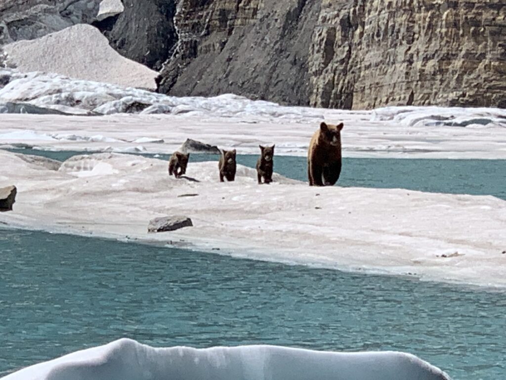 Mama bear and three Cubs on a high Mountain Lake iceberg
