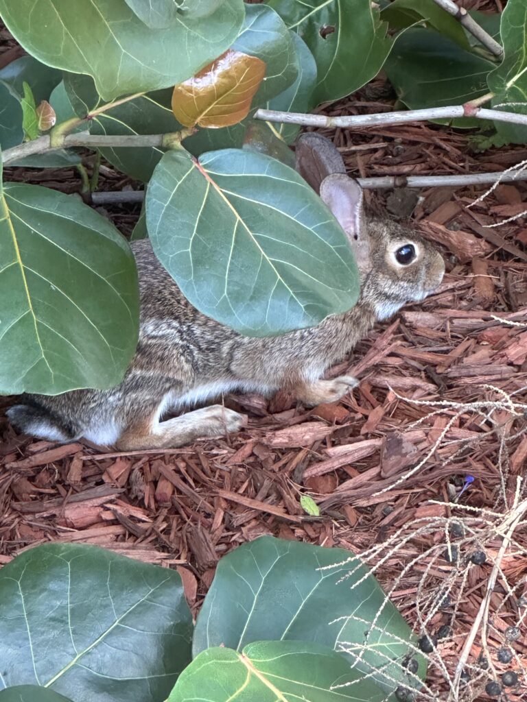 Rabbit in bushes