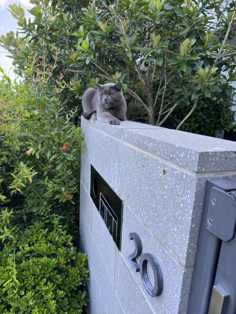 Gray cat on a residential wall