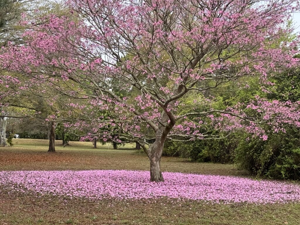 Tree with pink flowers