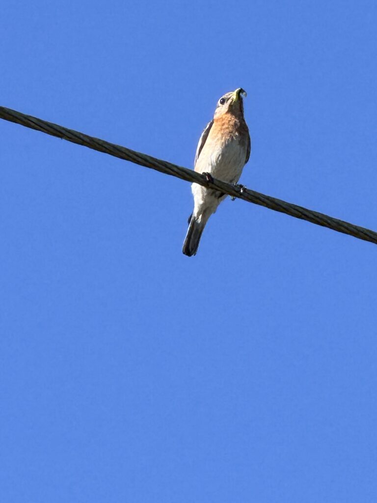 Bird on a wire