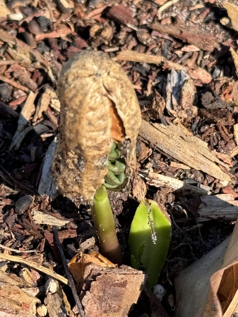 Peanut sprouting from ground