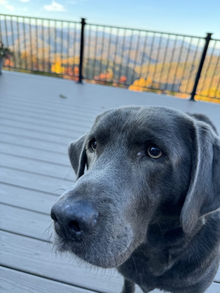 Chocolate Labrador retriever, staring intently