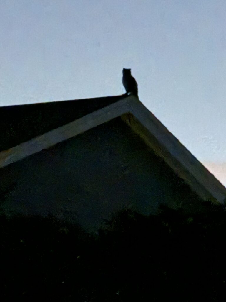 owl on roof
