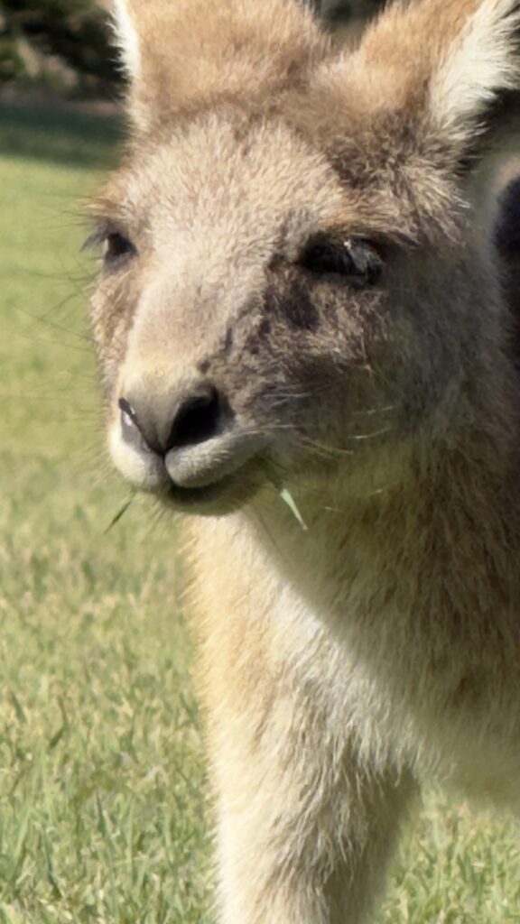 Closeup Of a kangaroo