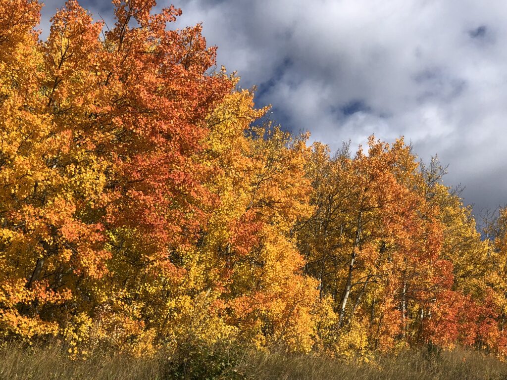 fall foliage