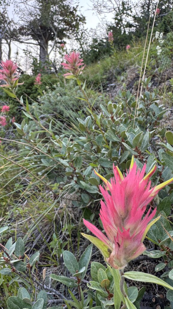 Red flowers