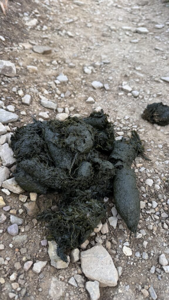 bear poop on a hiking trail